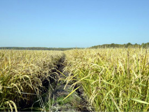 水稻施肥对比